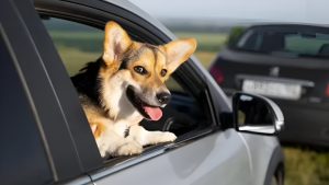 Multa por llevar a tu mascota en el auto de manera inadecuada.
